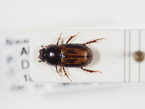  ( - ABOL-24-1795)  @11 [ ] Unspecified (default): All Rights Reserved (2024) Naturhistorisches Museum Wien Naturhistorisches Museum Wien