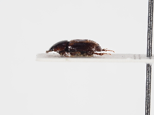  ( - ABOL-24-1795)  @11 [ ] Unspecified (default): All Rights Reserved (2024) Naturhistorisches Museum Wien Naturhistorisches Museum Wien