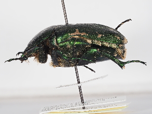  ( - ABOL-24-1806)  @11 [ ] Unspecified (default): All Rights Reserved (2024) Naturhistorisches Museum Wien Naturhistorisches Museum Wien