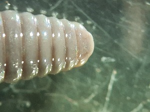  ( - ABOL-25-0340)  @11 [ ] Unspecified (default): All Rights Reserved (2025) Edith Gruber Unspecified