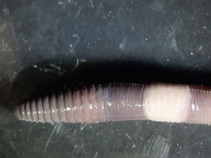  ( - ABOL-25-0340)  @11 [ ] Unspecified (default): All Rights Reserved (2025) Edith Gruber Unspecified