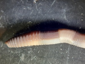  ( - ABOL-25-0340)  @11 [ ] Unspecified (default): All Rights Reserved (2025) Edith Gruber Unspecified