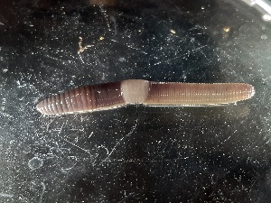  ( - ABOL-25-0340)  @11 [ ] Unspecified (default): All Rights Reserved (2025) Edith Gruber Unspecified