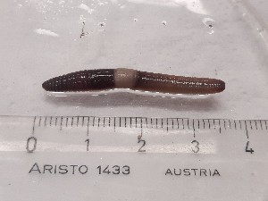  ( - ABOL-25-0340)  @11 [ ] Unspecified (default): All Rights Reserved (2025) Edith Gruber Unspecified