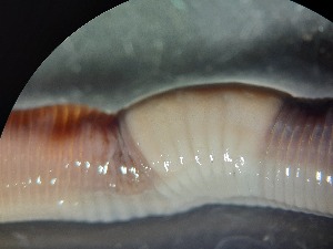  ( - ABOL-25-0325)  @11 [ ] Unspecified (default): All Rights Reserved (2025) Edith Gruber Unspecified