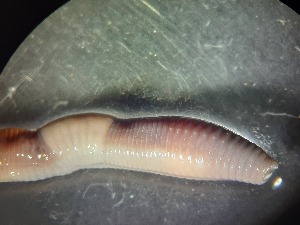  ( - ABOL-25-0325)  @11 [ ] Unspecified (default): All Rights Reserved (2025) Edith Gruber Unspecified