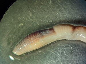  ( - ABOL-25-0325)  @11 [ ] Unspecified (default): All Rights Reserved (2025) Edith Gruber Unspecified