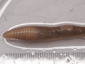  ( - ABOL-25-0356)  @11 [ ] Unspecified (default): All Rights Reserved (2025) Edith Gruber Unspecified