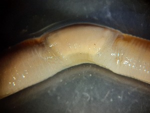  ( - ABOL-25-0323)  @11 [ ] Unspecified (default): All Rights Reserved (2025) Edith Gruber Unspecified