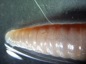  ( - ABOL-25-0323)  @11 [ ] Unspecified (default): All Rights Reserved (2025) Edith Gruber Unspecified