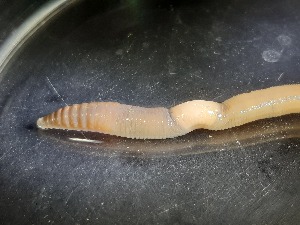  ( - ABOL-25-0323)  @11 [ ] Unspecified (default): All Rights Reserved (2025) Edith Gruber Unspecified