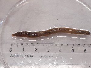  ( - ABOL-25-0323)  @11 [ ] Unspecified (default): All Rights Reserved (2025) Edith Gruber Unspecified