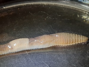  ( - ABOL-25-0348)  @11 [ ] Unspecified (default): All Rights Reserved (2025) Edith Gruber Unspecified