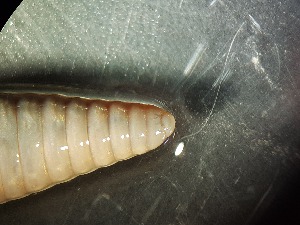  ( - ABOL-25-0348)  @11 [ ] Unspecified (default): All Rights Reserved (2025) Edith Gruber Unspecified