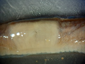  ( - ABOL-25-0348)  @11 [ ] Unspecified (default): All Rights Reserved (2025) Edith Gruber Unspecified