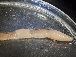  ( - ABOL-25-0348)  @11 [ ] Unspecified (default): All Rights Reserved (2025) Edith Gruber Unspecified