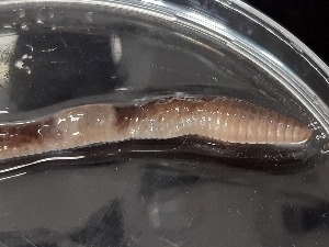  ( - ABOL-25-0348)  @11 [ ] Unspecified (default): All Rights Reserved (2025) Edith Gruber Unspecified