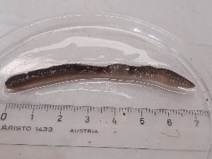  ( - ABOL-25-0348)  @11 [ ] Unspecified (default): All Rights Reserved (2025) Edith Gruber Unspecified