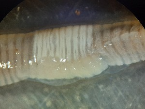  ( - ABOL-25-0311)  @11 [ ] Unspecified (default): All Rights Reserved (2025) Edith Gruber Unspecified