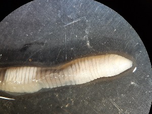  ( - ABOL-25-0311)  @11 [ ] Unspecified (default): All Rights Reserved (2025) Edith Gruber Unspecified