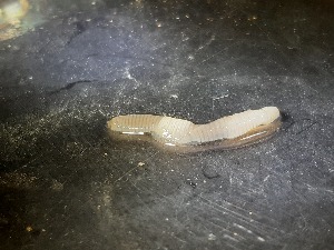  ( - ABOL-25-0311)  @11 [ ] Unspecified (default): All Rights Reserved (2025) Edith Gruber Unspecified