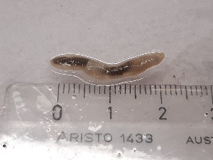  ( - ABOL-25-0311)  @11 [ ] Unspecified (default): All Rights Reserved (2025) Edith Gruber Unspecified