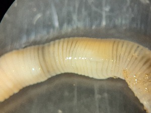  ( - ABOL-25-0376)  @11 [ ] Unspecified (default): All Rights Reserved (2025) Edith Gruber Unspecified