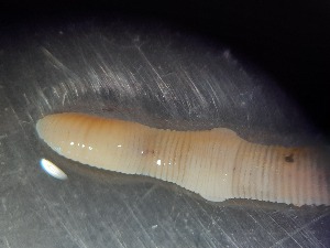  ( - ABOL-25-0376)  @11 [ ] Unspecified (default): All Rights Reserved (2025) Edith Gruber Unspecified