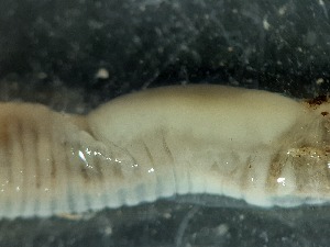  ( - ABOL-25-0318)  @11 [ ] Unspecified (default): All Rights Reserved (2025) Edith Gruber Unspecified