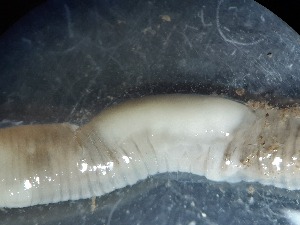  ( - ABOL-25-0318)  @11 [ ] Unspecified (default): All Rights Reserved (2025) Edith Gruber Unspecified