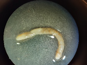  ( - ABOL-25-0318)  @11 [ ] Unspecified (default): All Rights Reserved (2025) Edith Gruber Unspecified