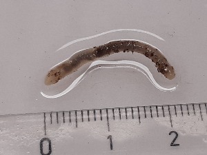  ( - ABOL-25-0318)  @11 [ ] Unspecified (default): All Rights Reserved (2025) Edith Gruber Unspecified