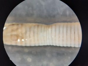  ( - ABOL-25-0345)  @11 [ ] Unspecified (default): All Rights Reserved (2025) Edith Gruber Unspecified