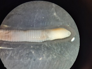  ( - ABOL-25-0345)  @11 [ ] Unspecified (default): All Rights Reserved (2025) Edith Gruber Unspecified