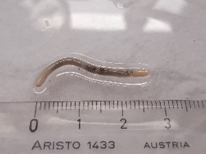  ( - ABOL-25-0345)  @11 [ ] Unspecified (default): All Rights Reserved (2025) Edith Gruber Unspecified