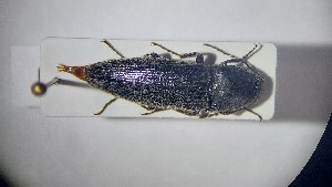  ( - RDRB24_193)  @11 [ ] Unspecified (default): All Rights Reserved (2025) Dominik Rabl Unspecified