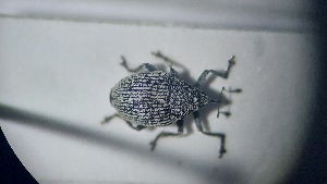  (Ceutorhynchus arator - RDRB24_200)  @11 [ ] Unspecified (default): All Rights Reserved (2025) Dominik Rabl Unspecified