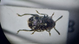  ( - RDRB24_218)  @11 [ ] Unspecified (default): All Rights Reserved (2025) Dominik Rabl Unspecified