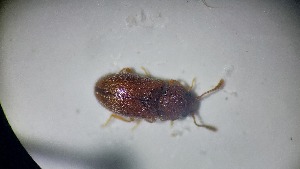  ( - RDRB24_243)  @11 [ ] Unspecified (default): All Rights Reserved (2025) Dominik Rabl Unspecified