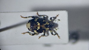  ( - RDRB24_259)  @11 [ ] Unspecified (default): All Rights Reserved (2025) Dominik Rabl Unspecified