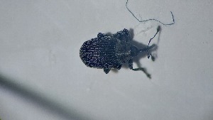  ( - RDRB24_264)  @11 [ ] Unspecified (default): All Rights Reserved (2025) Dominik Rabl Unspecified