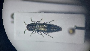  ( - RDRB24_275)  @11 [ ] Unspecified (default): All Rights Reserved (2025) Dominik Rabl Unspecified