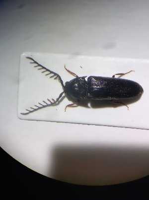  ( - ABOL-BioBlitz RE21_0896)  @11 [ ] CC BY SA (2023) Rabl private