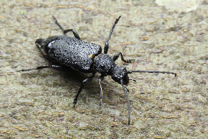  ( - ABOL-BioBlitz22-0081)  @11 [ ] CC-BY-SA (2023) Ploner private