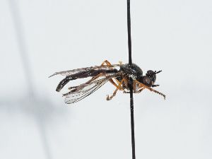  ( - ABOL-BioBlitz 2021 Szucsich-1032)  @11 [ ] CC BY (2021) Schoder S. Natural history museum, Vienna