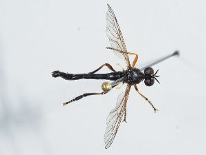  ( - ABOL-BioBlitz 2021 Szucsich-1036)  @11 [ ] CC BY (2021) Schoder S. Natural history museum, Vienna