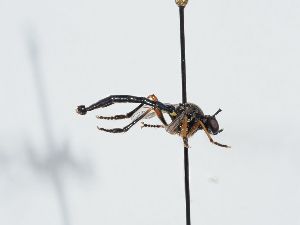  ( - ABOL-BioBlitz 2021 Szucsich-1036)  @11 [ ] CC BY (2021) Schoder S. Natural history museum, Vienna