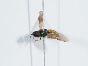  ( - ABOL-BioBlitz 2021 Szucsich-3003)  @11 [ ] CC BY (2021) Schoder S. Natural history museum, Vienna