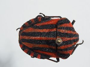  (Graphosoma italicum italicum - ABOL-BioBlitz 2021 TI21-S025)  @11 [ ] CC BY (2021) Schoder S. Natural history museum, Vienna