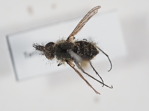  (Conophorus virescens - Tettris-2023-0010)  @11 [ ] Unspecified (default): All Rights Reserved (2025) Naturhistorisches Museum Wien Unspecified